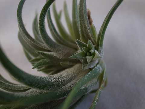 Tillandsia ionantha 'Druid'