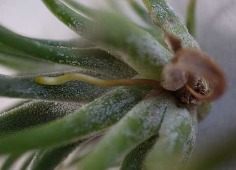 Tillandsia ionantha 'Druid'