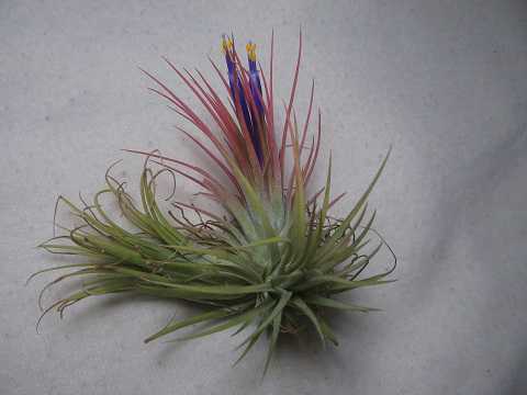 Tillandsia ionantha Guatemala form