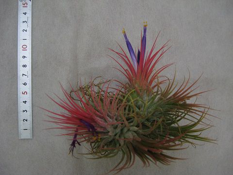 Tillandsia ionantha Guatemala form