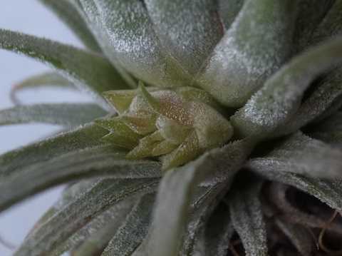 Tillandsia ionantha Guatemala form