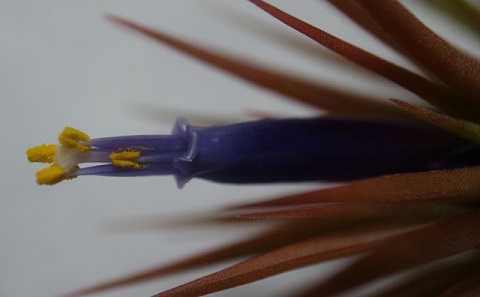 Tillandsia ionantha Guatemala form