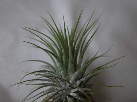 Tillandsia ionantha Guatemala form