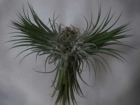 Tillandsia ionantha Guatemala form