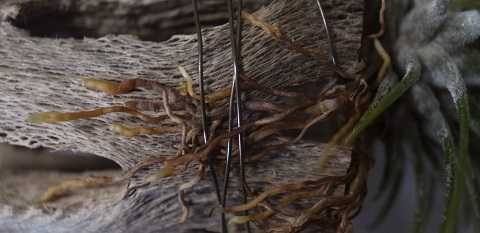 Tillandsia ionantha Guatemala form