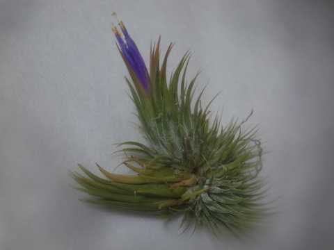 Tillandsia ionantha 'Hazelnut'