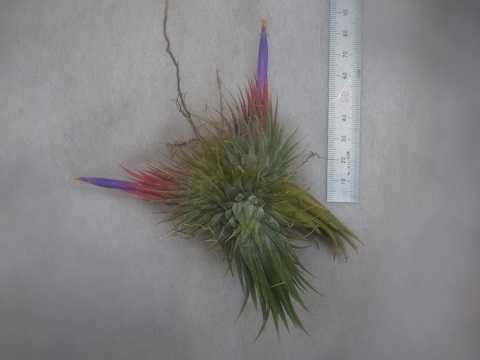Tillandsia ionantha 'Hazelnut'
