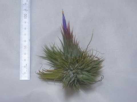 Tillandsia ionantha 'Hazelnut'