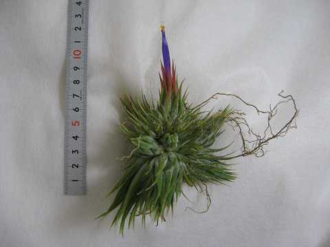 Tillandsia ionantha 'Hazelnut'