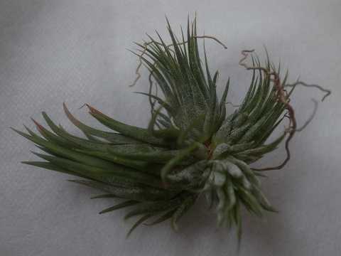Tillandsia ionantha 'Hazelnut'