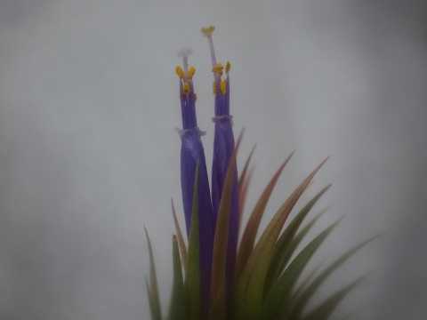Tillandsia ionantha 'Hazelnut'