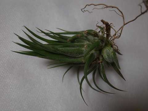 Tillandsia ionantha 'Hazelnut'