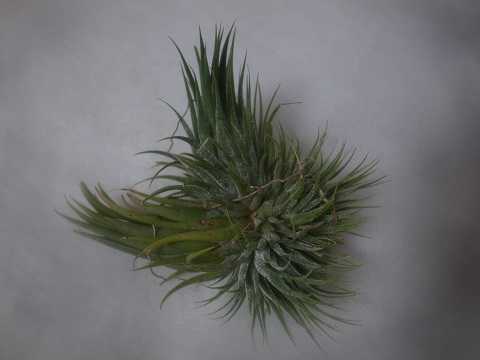 Tillandsia ionantha 'Hazelnut'
