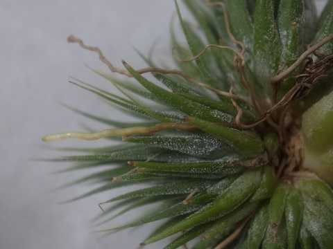 Tillandsia ionantha 'Hazelnut'