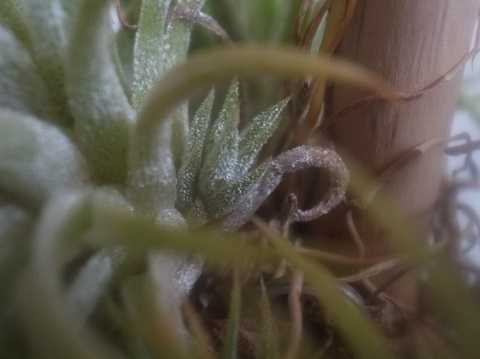 Tillandsia ionantha Mexico form