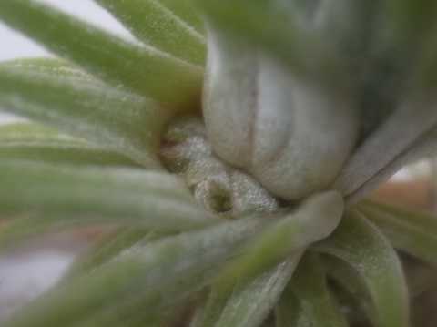 Tillandsia ionantha Mexico form