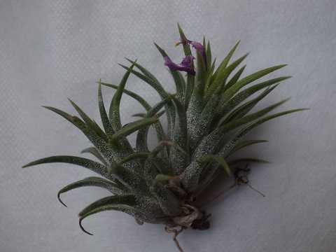 Tillandsia ionantha 'Peach'