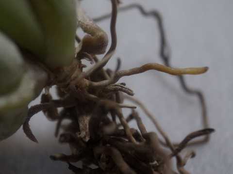 Tillandsia ionantha 'Peach'