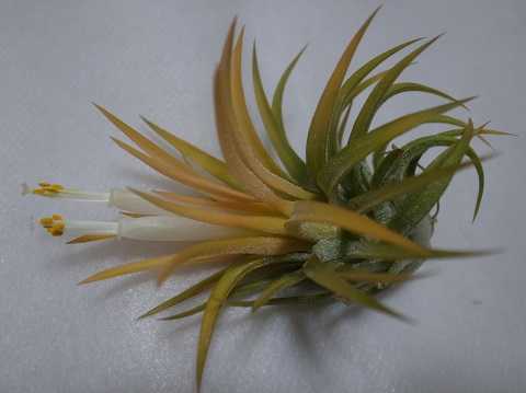Tillandsia ionantha 'Peach' (White flower)