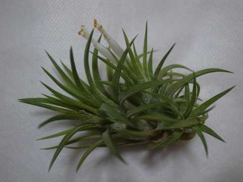 Tillandsia ionantha 'Peach' (White flower)