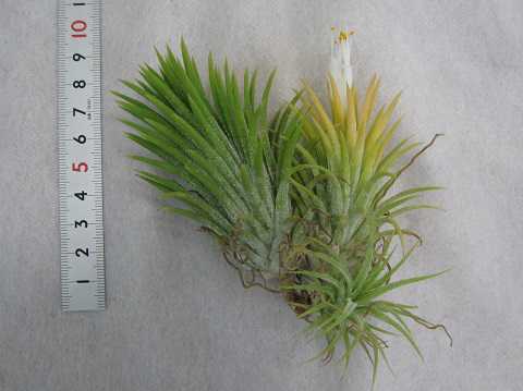 Tillandsia ionantha 'Peach' (White flower)
