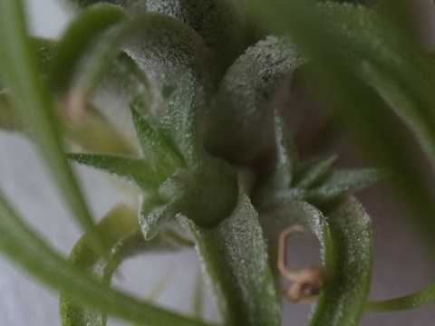 Tillandsia ionantha 'Peach' (White flower)