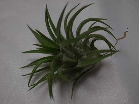Tillandsia ionantha 'Peach' (White flower)