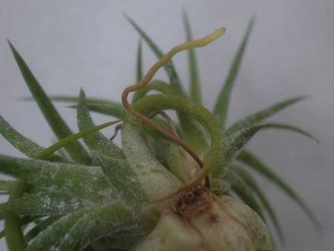 Tillandsia ionantha 'Peach' (White flower)