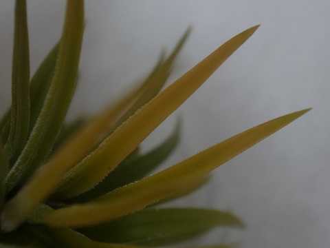 Tillandsia ionantha 'Peach' (White flower)