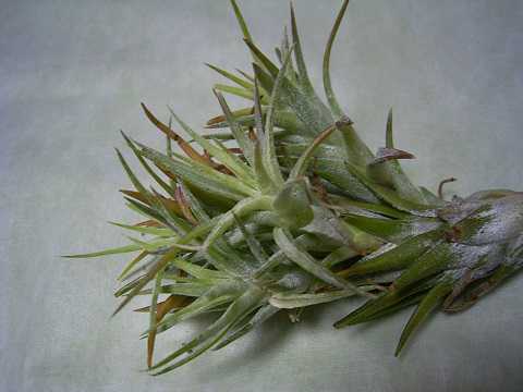 Tillandsia ionantha var. vanhyningii