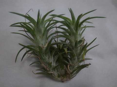 Tillandsia ionantha var. vanhyningii