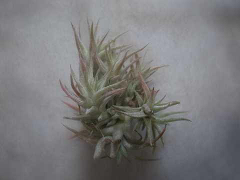 Tillandsia ionantha var. vanhyningii