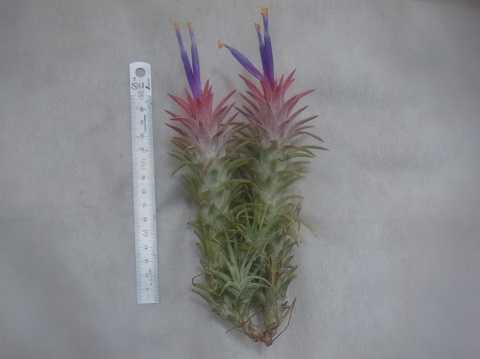 Tillandsia ionantha var. vanhyningii