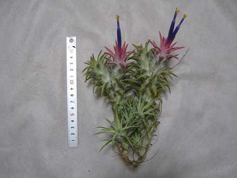 Tillandsia ionantha var. vanhyningii