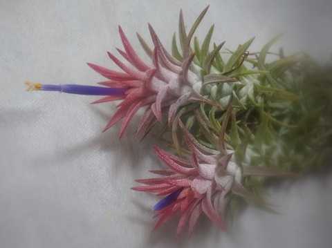 Tillandsia ionantha var. vanhyningii