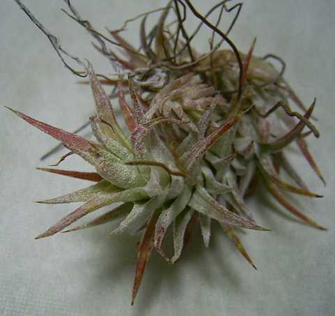 Tillandsia ionantha var. vanhyningii