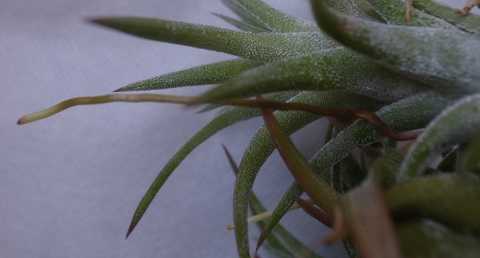 Tillandsia ionantha var. vanhyningii