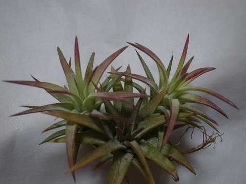 Tillandsia ionantha var. vanhyningii