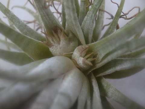 Tillandsia ionantha 'Zebrina'