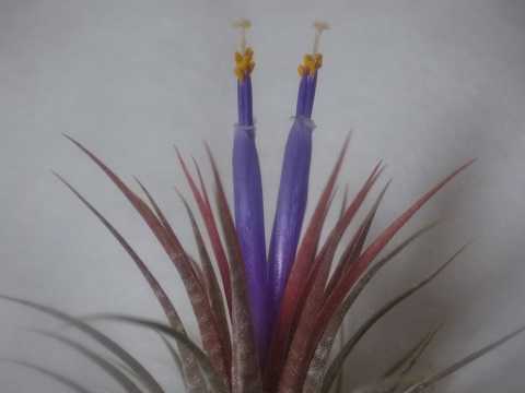 Tillandsia ionantha 'Zebrina'