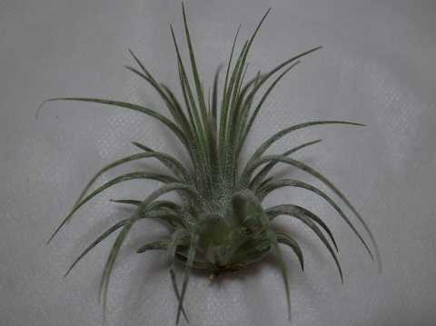 Tillandsia ionantha 'Zebrina'
