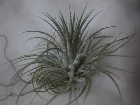 Tillandsia ionantha 'Zebrina'