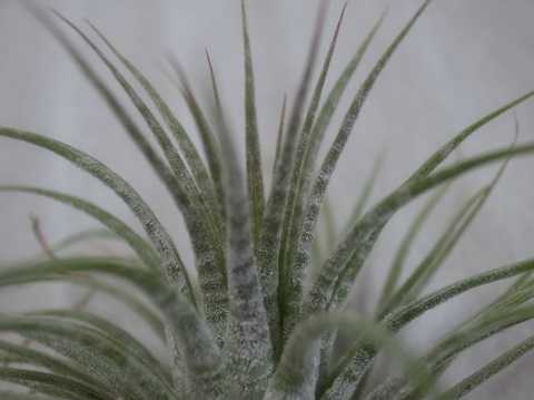 Tillandsia ionantha 'Zebrina'