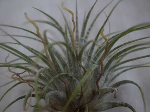 Tillandsia ionantha 'Zebrina'