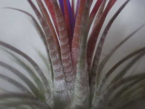 Tillandsia ionantha 'Zebrina'