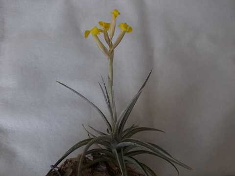 Tillandsia ixioides