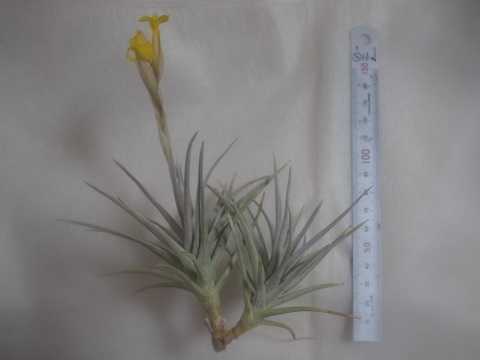 Tillandsia ixioides