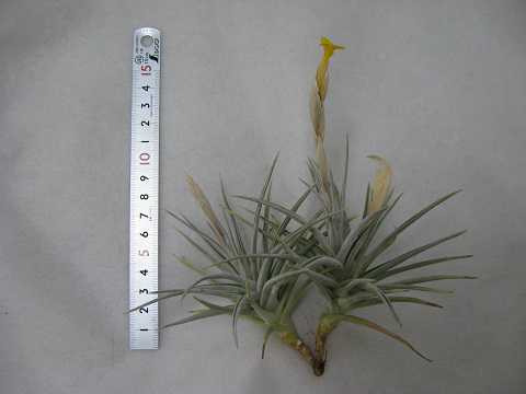 Tillandsia ixioides