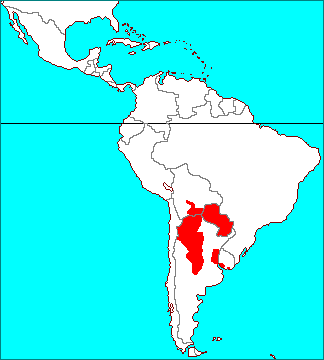 ティランジア イキシオイデス