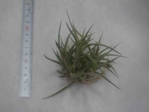 Tillandsia jonesii